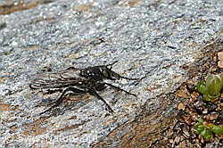 Kleine Makelfliege (Cyrtopogon lateralis) (C306893)