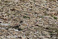 Schneesperling (Montifringilla nivalis) (08.2024, C306930)
