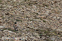 Schneesperling (Montifringilla nivalis) (C306931) Schneesperling (Montifringilla nivalis) (C306931)