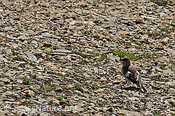 Schneesperling (Montifringilla nivalis) (C306933) Schneesperling (Montifringilla nivalis) (C306933)