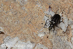 Dasytes obscurus (Wollhaarkäfer) (C306946)