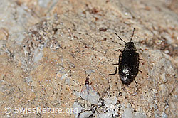 Dasytes obscurus (Wollhaarkäfer) (C306948)
