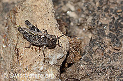 Sibirische Keulenschrecke (Gomphocerus sibiricus) (C306953)