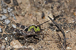 Sibirische Keulenschrecke (Gomphocerus sibiricus) (C306955)