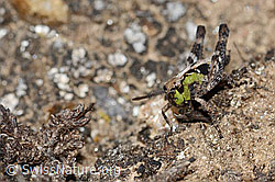 Sibirische Keulenschrecke (Gomphocerus sibiricus) (C306957)