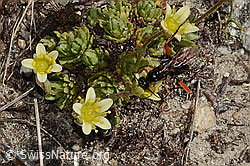 Gefurchter Steinbrech (Saxifraga exarata)