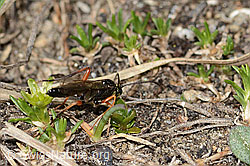 Schwarze Schlupfwespe (Pimpla rufipes) auf Zwerg-Miere (Minuartia sedoides) (C306984)