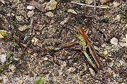 Sibirische Keulenschrecke (Gomphocerus sibiricus) (C307002)
