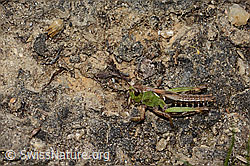 Sibirische Keulenschrecke (Gomphocerus sibiricus) (C307004)