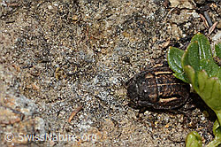 Odontoscelis fuliginosa (C307014)