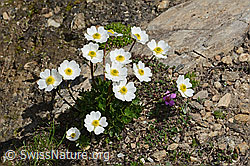 Alpen-Hahnenfuss (Ranunculus alpestris) (08.2024, C307031)