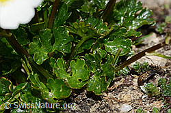 Alpen-Hahnenfuss (Ranunculus alpestris) (C307040)