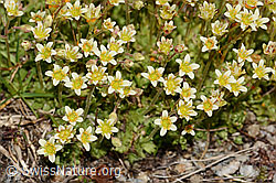 Saxifraga exarata (C307080)