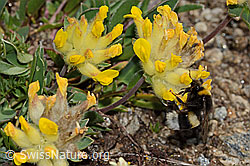 Bombus cryptarum on Anthyllis vulneraria ssp. alpestris (C307086)