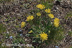 Alpen-Wundklee (Anthyllis vulneraria ssp. alpestris) (08.2024, C307094)