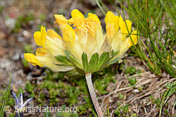 Alpen-Wundklee (Anthyllis vulneraria ssp. alpestris) (08.2024, C307098)