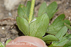 Ranunculus montanus (C307125)