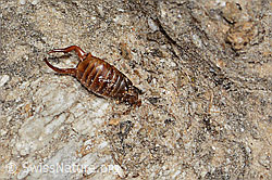Zweipunkt-Ohrwurm (Anechura bipunctata) (C307128) Zweipunkt-Ohrwurm (Anechura bipunctata) (C307128)