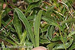 Alpen-Aster (Aster alpinus) (C307139)