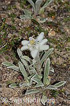 Edelweiss (Leontopodium alpinum) (C307156) Edelweiss (Leontopodium alpinum) (C307156)