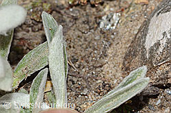 Edelweiss (Leontopodium alpinum) (C307158) Edelweiss (Leontopodium alpinum) (C307158)