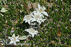 Edelweiss (Leontopodium alpinum) (C307161) Edelweiss (Leontopodium alpinum) (C307161)
