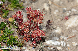 Dunkler Mauerpfeffer (Sedum atratum) (C307163) Dunkler Mauerpfeffer (Sedum atratum) (C307163)