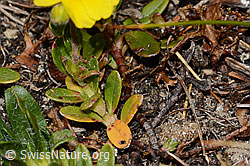 Alpen-Sonnenröschen (Helianthemum alpestre) (C307201) Alpen-Sonnenröschen (Helianthemum alpestre) (C307201)