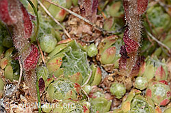 Spinnweb-Hauswurz (Sempervivum arachnoideum) (C307209) Spinnweb-Hauswurz (Sempervivum arachnoideum) (C307209)