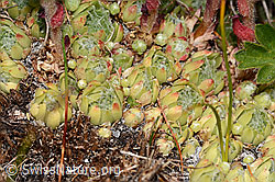 Spinnweb-Hauswurz (Sempervivum arachnoideum) (C307210) Spinnweb-Hauswurz (Sempervivum arachnoideum) (C307210)