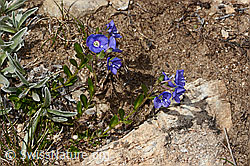 Felsen-Ehrenpreis (Veronica fruticans) (08.2024, C307225)
