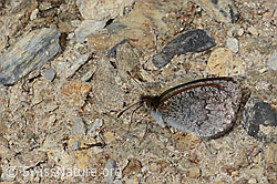 Schweizer Schillernder Mohrenfalter (Erebia tyndarus) (08.2024, C307255)