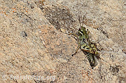 Bohemanella frigida (C307269)