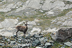 C310265: Steinbock (Capra ibex) auf Moräne