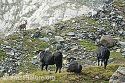 C310269: Drei Eringerkühe beobachten Steinbock (Capra ibex)