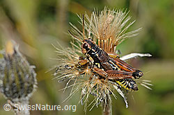 Gewöhnliche Gebirgsschrecke (Podisma pedestris) (C312753) Gewöhnliche Gebirgsschrecke (Podisma pedestris) (C312753)