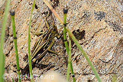 Grosse Höckerschrecke (Arcyptera fusca) (C312802)