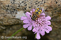 Grosse Sumpfschwebfliege (Helophilus trivittatus) auf Glänzender Skabiose (Scabiosa lucida) (C312847)