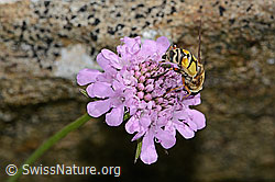 Grosse Sumpfschwebfliege (Helophilus trivittatus) auf Glänzender Skabiose (Scabiosa lucida) (C312848)
