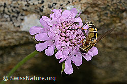 Grosse Sumpfschwebfliege (Helophilus trivittatus) auf Glänzender Skabiose (Scabiosa lucida) (C312849)