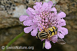 Grosse Sumpfschwebfliege (Helophilus trivittatus) auf Kanadische Goldrute (Solidago canadensis)