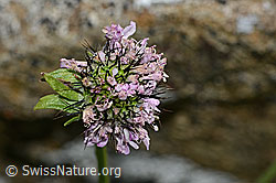 Glänzende Skabiose (Scabiosa lucida) (C312852)