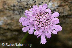 Glänzende Skabiose (Scabiosa lucida) (C312853)