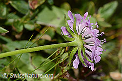 Glänzende Skabiose (Scabiosa lucida) (C312854)