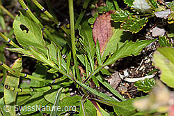 Glänzende Skabiose (Scabiosa lucida) (C312856)