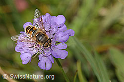 Glänzende Skabiose (Scabiosa lucida)