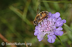 Mistbiene (Eristalis tenax) auf Glänzender Skabiose (Scabiosa lucida) (C312867)