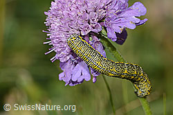 Alpenspanner (Lycia alpina, Raupe) auf Glänzender Skabiose (Scabiosa lucida)