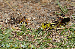 Grosse Höckerschrecke (Arcyptera fusca) (C312922)