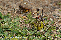 Grosse Höckerschrecke (Arcyptera fusca) (C312923)